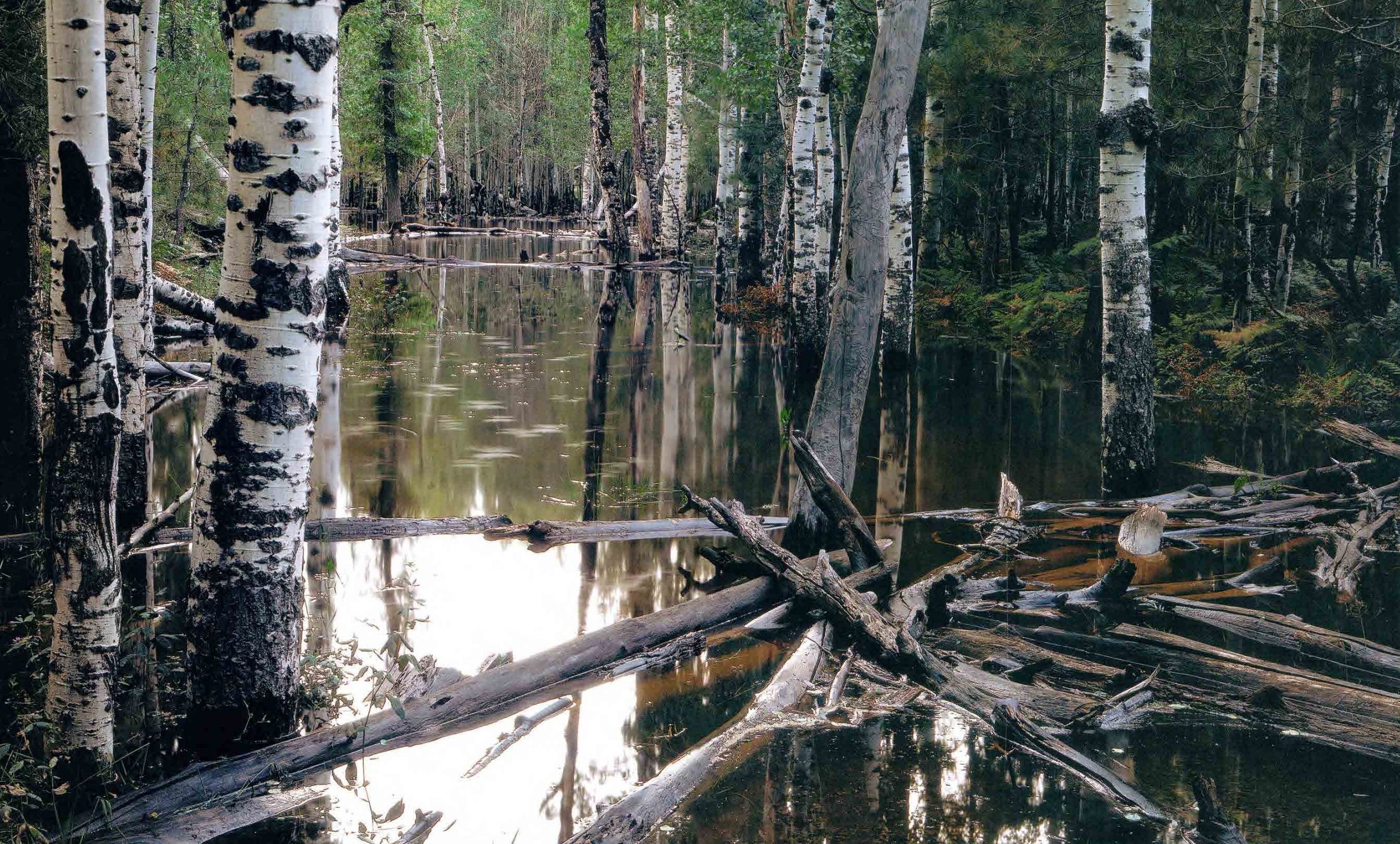 Louisiana Swamp In Arizona